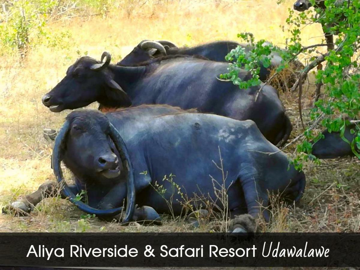 Aliya Riverside&Safari Resort Udawalawe Dış mekan fotoğraf